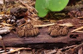 Attēlu rezultāti vaicājumam “Stemonitis virginiensis spores”