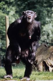 Attēlu rezultāti vaicājumam “Troglodytes troglodytes adult”