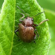 Attēlu rezultāti vaicājumam “Adoxus obscurus”