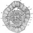 250px-Gray1060.png
