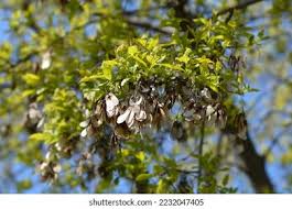 Attēlu rezultāti vaicājumam “Acer tataricum subsp. ginnala fruit”