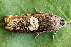 Attēlu rezultāti vaicājumam “Epiblema grandaevana”