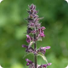 Attēlu rezultāti vaicājumam “Stachys sylvatica bud”