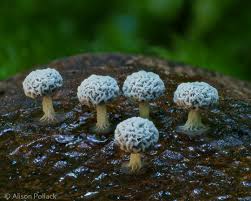 Attēlu rezultāti vaicājumam “Didymium crustaceum macro”