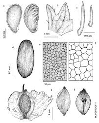 Attēlu rezultāti vaicājumam “Potentilla erecta fruit”