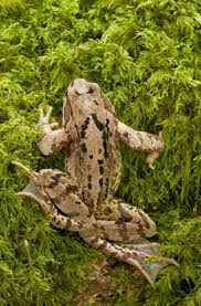 Attēlu rezultāti vaicājumam “Rana temporaria adult”