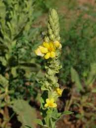 Attēlu rezultāti vaicājumam “Verbascum thapsus flower”