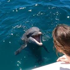 Image result for Belfairs Dolphins Snorkelling Club