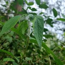 Attēlu rezultāti vaicājumam “Prociphilus xylostei”