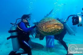 Image result for Epinephelus itajara