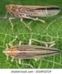 Attēlu rezultāti vaicājumam “Delphacidae”