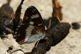 Attēlu rezultāti vaicājumam “Limenitis camilla”