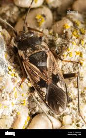 Image result for Rhyparochromus