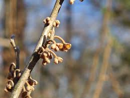 Attēlu rezultāti vaicājumam “Hamamelis vernalis bud”
