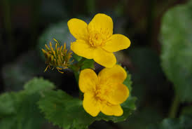 Attēlu rezultāti vaicājumam “Caltha palustris flower”