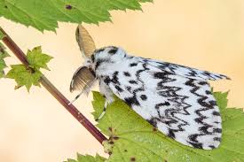 Attēlu rezultāti vaicājumam “Lymantria monacha imago”