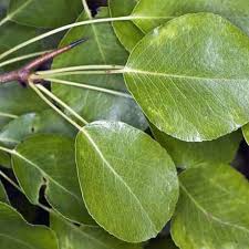 Attēlu rezultāti vaicājumam “Pyrus communis leaf”
