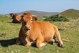 Attēlu rezultāti vaicājumam “Bos primigenius taurus”