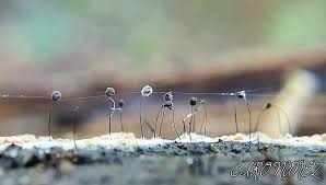 Attēlu rezultāti vaicājumam “Stemonitis fusca var. nigrescens macro”