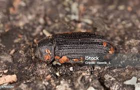 Attēlu rezultāti vaicājumam “Grynocharis oblonga”