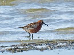 Attēlu rezultāti vaicājumam “Calidris ferruginea”