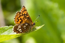 Attēlu rezultāti vaicājumam “Riodinidae”