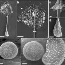 Attēlu rezultāti vaicājumam “Paradiacheopsis rigida stalked”