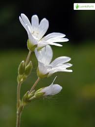 Attēlu rezultāti vaicājumam “Cerastium arvense flower”
