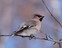 Attēlu rezultāti vaicājumam “Bombycilla garrulus”