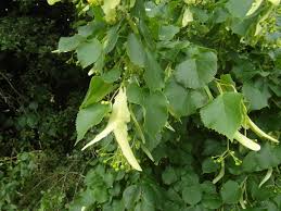 Attēlu rezultāti vaicājumam “Tilia x moltkei”