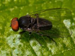 Attēlu rezultāti vaicājumam “Platypezidae”