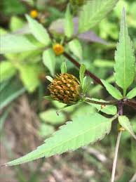 Attēlu rezultāti vaicājumam “Bidens frondosa fruit”