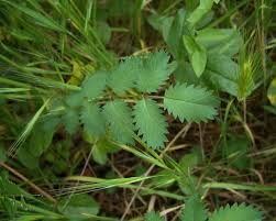 Image result for Sanguisorba minor