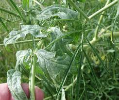Attēlu rezultāti vaicājumam “Sisymbrium altissimum leaf”
