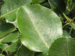 Attēlu rezultāti vaicājumam “Pyrus pyraster”