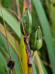 Attēlu rezultāti vaicājumam “Iris pseudacorus fruit”