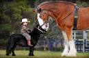 horses - wannasmile.