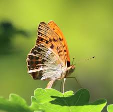 Attēlu rezultāti vaicājumam “Argynnis paphia”