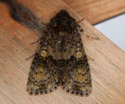 Attēlu rezultāti vaicājumam “Craniophora ligustri”