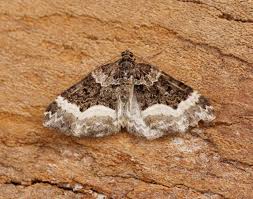 Attēlu rezultāti vaicājumam “Euphyia unangulata”