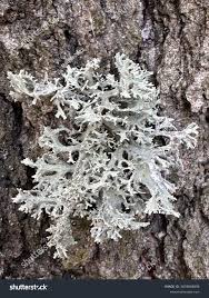 Attēlu rezultāti vaicājumam “Pseudevernia furfuracea”