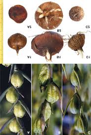 Attēlu rezultāti vaicājumam “Gladiolus imbricatus flower”