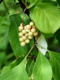 Attēlu rezultāti vaicājumam “Schisandra chinensis flower”