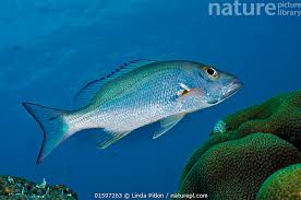 Image result for Lutjanus mahogoni