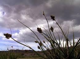 Attēlu rezultāti vaicājumam “Carex caryophyllea fruit”
