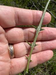 Attēlu rezultāti vaicājumam “Cirsium x rigens leaf”