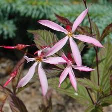 Attēlu rezultāti vaicājumam “Gillenia trifoliata”
