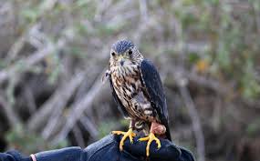 Image result for Falco columbarius