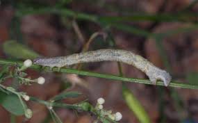 Attēlu rezultāti vaicājumam “Catarhoe rubidata”