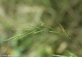 Attēlu rezultāti vaicājumam “Brachypodium sylvaticum leaf”